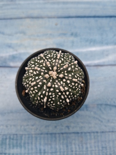 Astrophytum Asterias (Астрофитум)