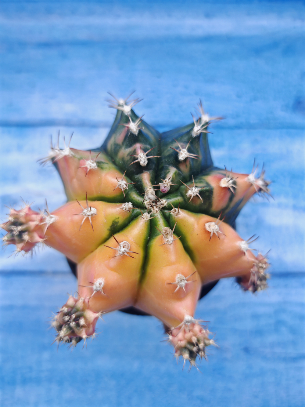 Gymnocalycium Variegata (Гимнокалициум Вариегатный)