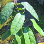 Хойя HALCONENSIS