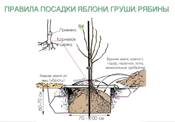 Посадка яблони: 5 правил и 3 ошибки, которые лишают вас урожая