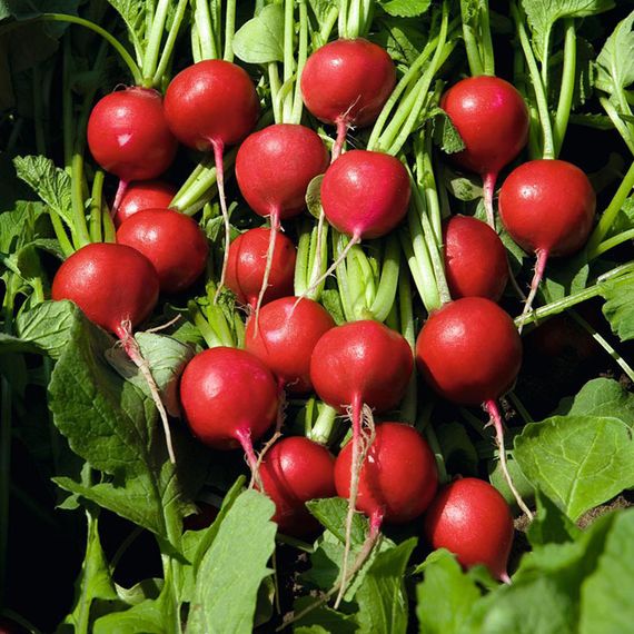 РЕГГЕ семена редиса Bejo купить