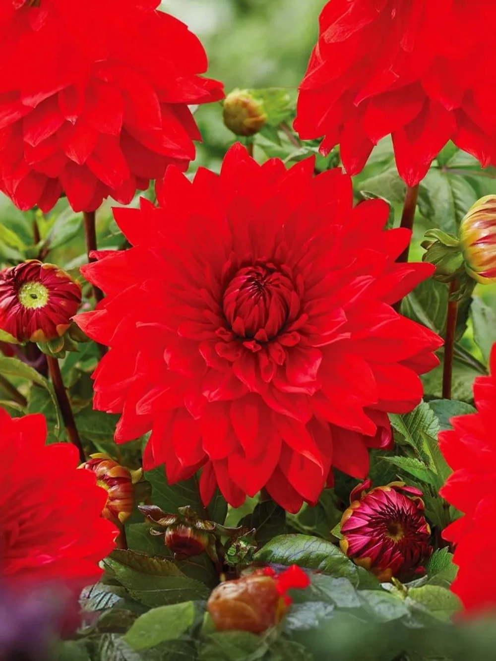 Георгин декоративный Ред Сан