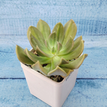 Echeveria Nichi (Эхеверия)