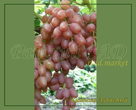 Виноград кишмиш Лучистый