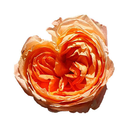 Принсес Айко (Princess Aiko) — японская садовая роза