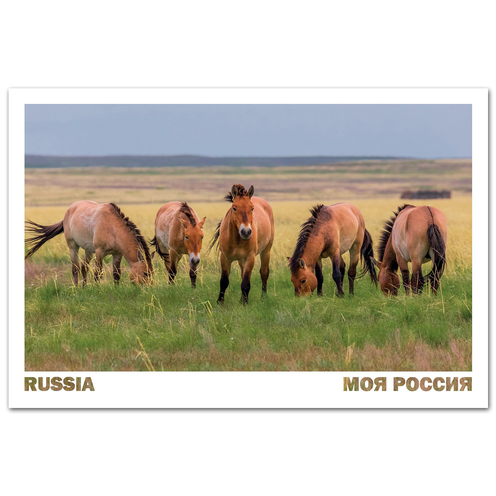 Лошади Пржевальского. Оренбургский заповедник