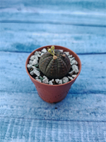 Суккулент Euphorbia Obesa (Эуфорбия)