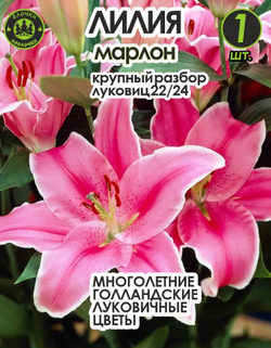 Луковичные цветы лилия марлон, разбор 22/24, 1 шт