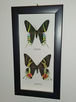 Бабочки Urania ripheus, Urania leilus