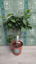 C. limon “Cuoriforme”