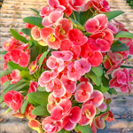 Эуфорбия Миля SANG USA