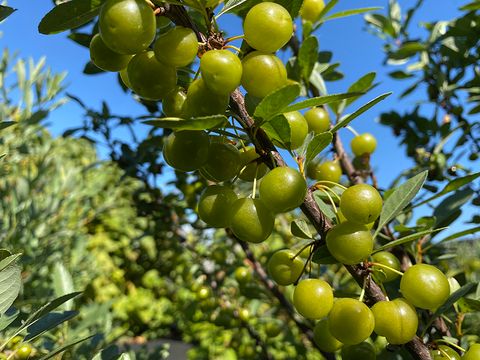 Вишня песчаная Желтоплодная (усл)