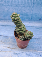 Monadenium Ritchiei (Монадениум)