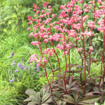 Роджерсия Хенрици С2