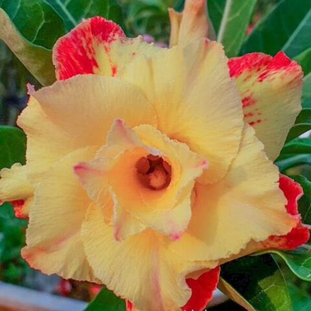 Адениум обесум 287 A88