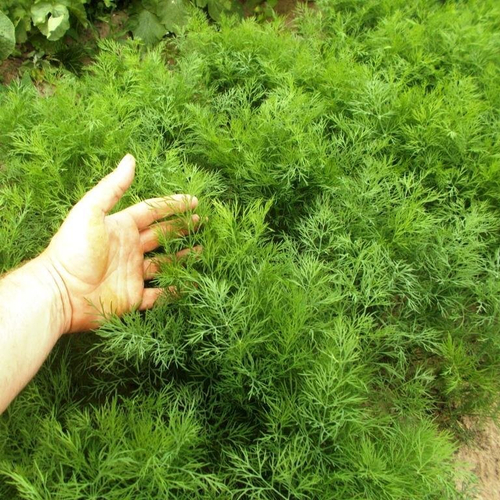 Укроп Деревенский Универсальный