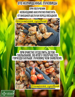 Тюльпан Луковицы неочищенные, Микс сортов, 200шт+