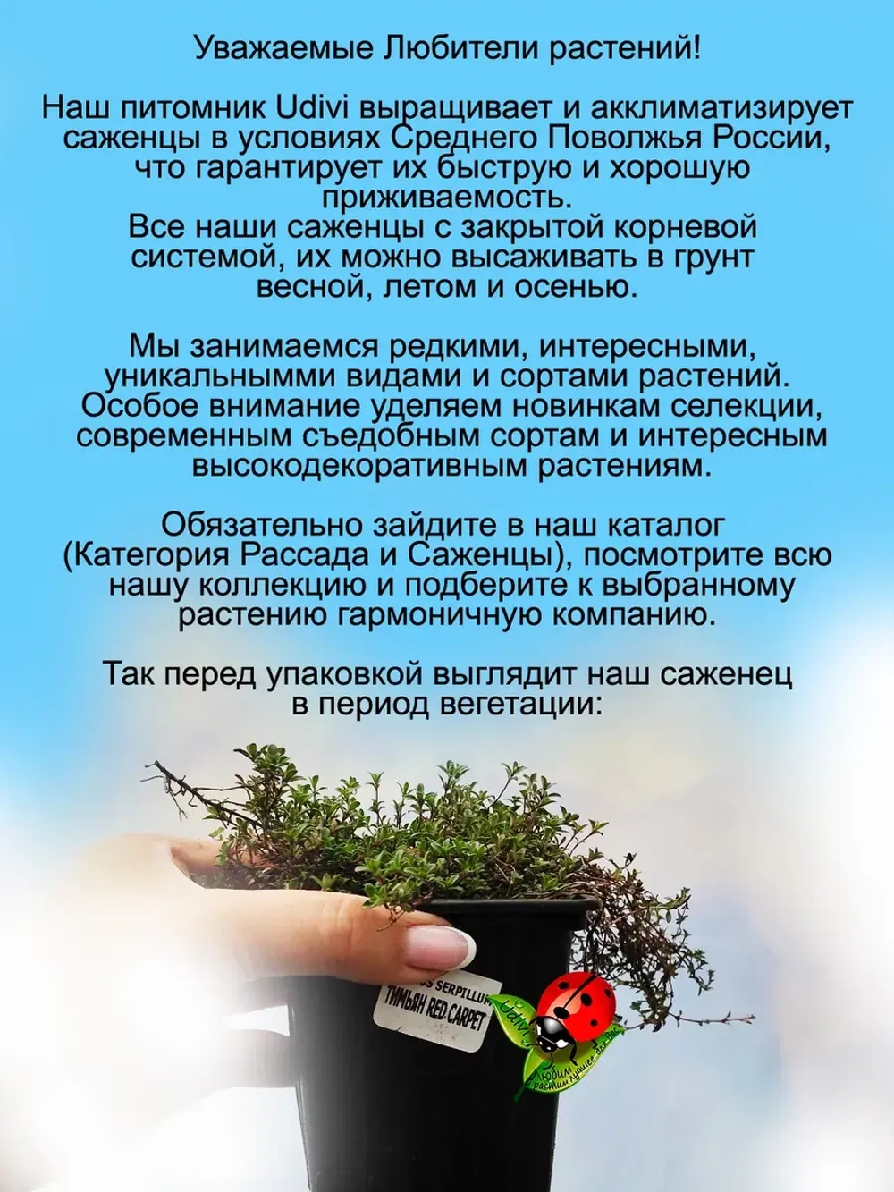 Тимьян Ред Карпет пурпурный