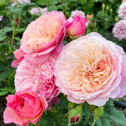 Констанция (Constance)