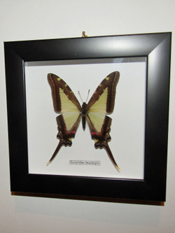 Бабочка Eurytides leucaspis в рамке