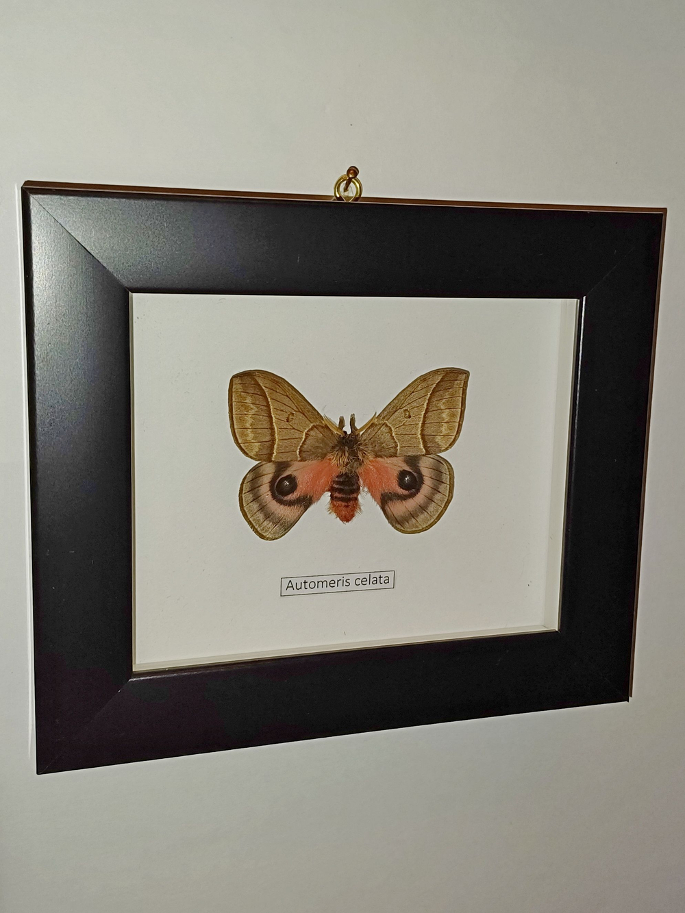 Бабочка Automeris celata самец в рамке