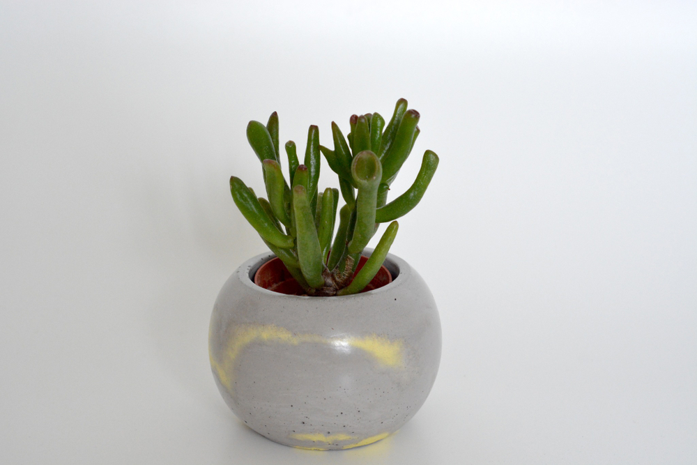 Крассула Овата Голлум / Krassula Ovata Gollum