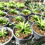 Сансевиерия SUNFLOWER