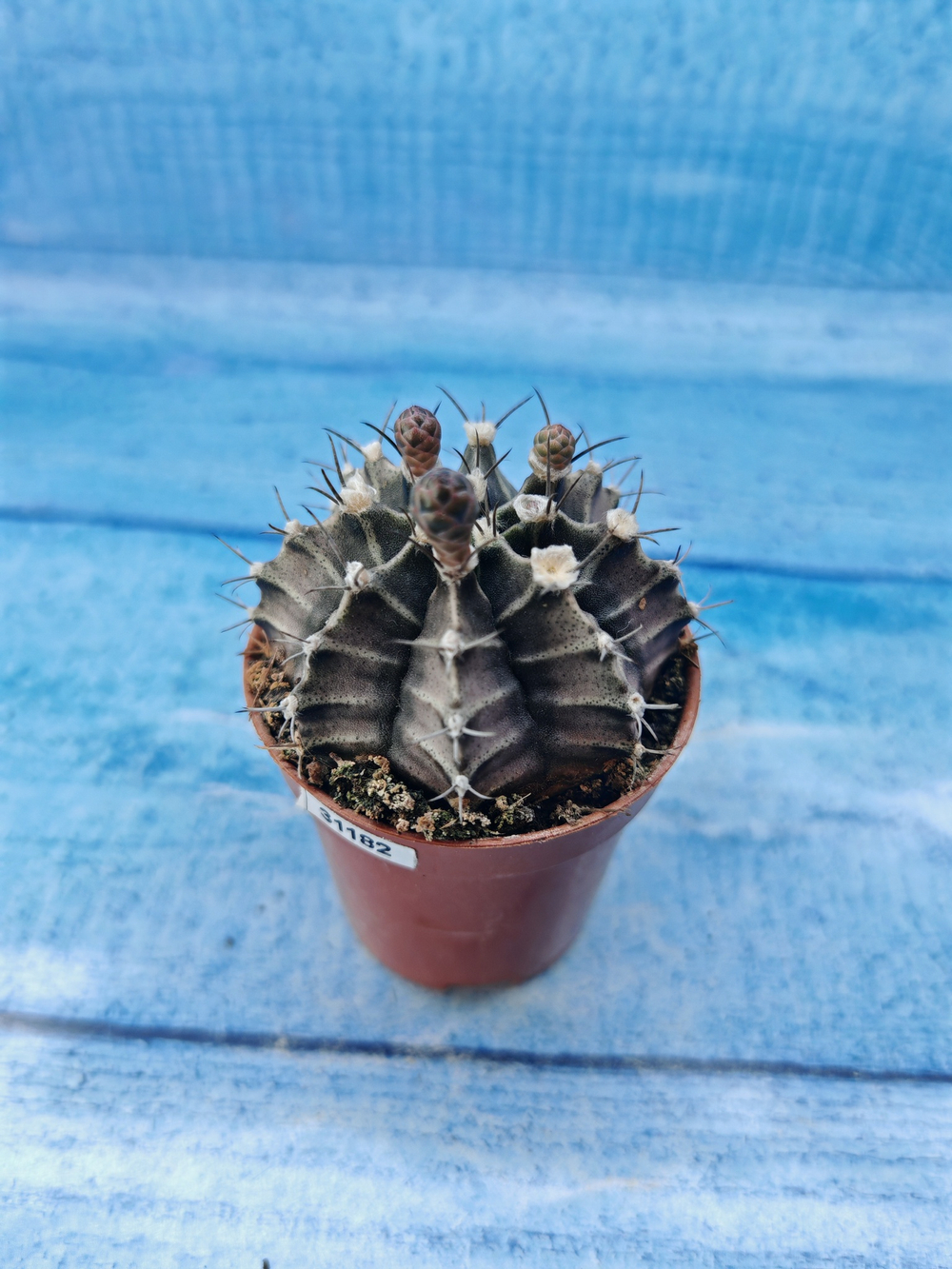 Gymnocalycium Friedrichii (Гимнокалициум)