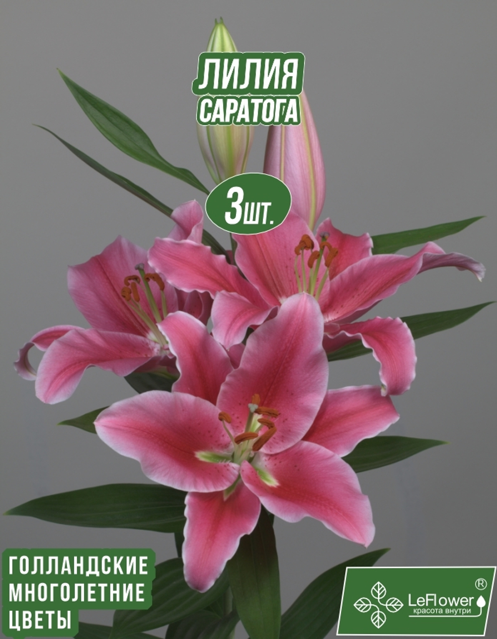 Лилия Луковица, Саратога 3 шт