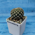 Sulcorebutia Arenacea (Сулькоребуция)