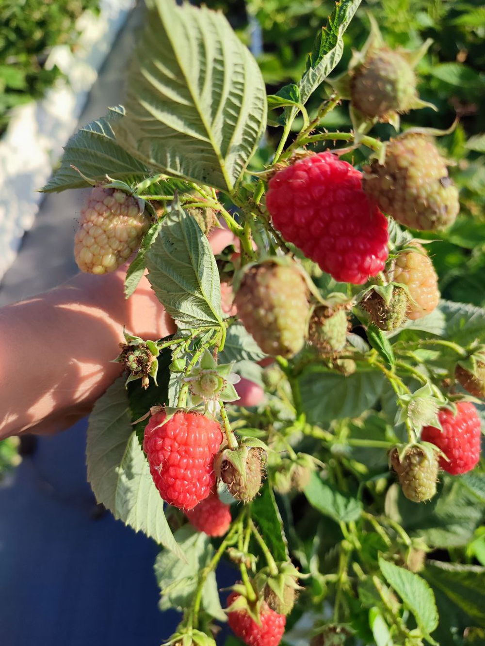 Малина ремонтантная Шани