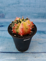 Gymnocalycium Variegata (Гимнокалициум Вариегатный)