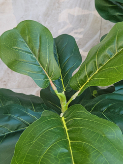 Искусственное растение Фикус Лирата зеленый 110см в кашпо