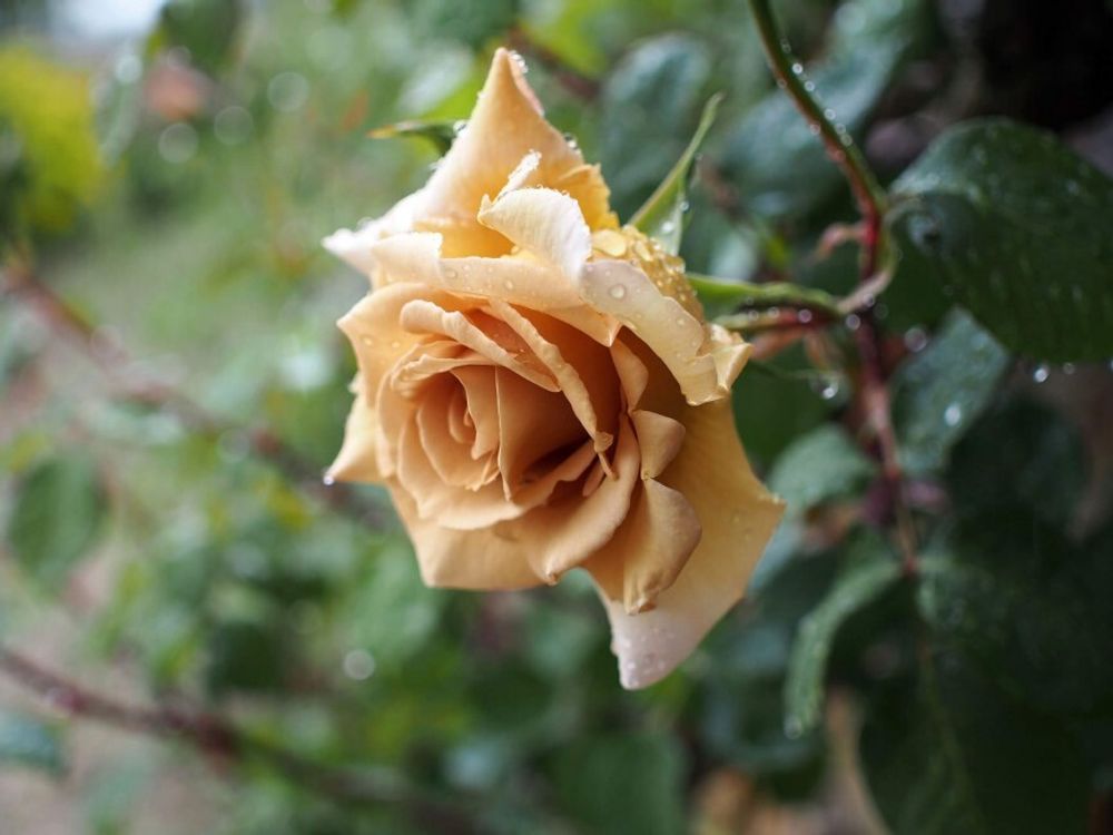 Буттерскотч (Butterscotch)