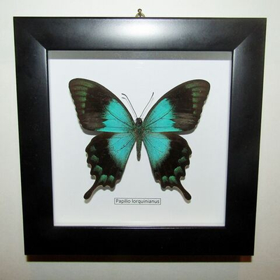 Бабочка Papilio lorquinnianus в рамке