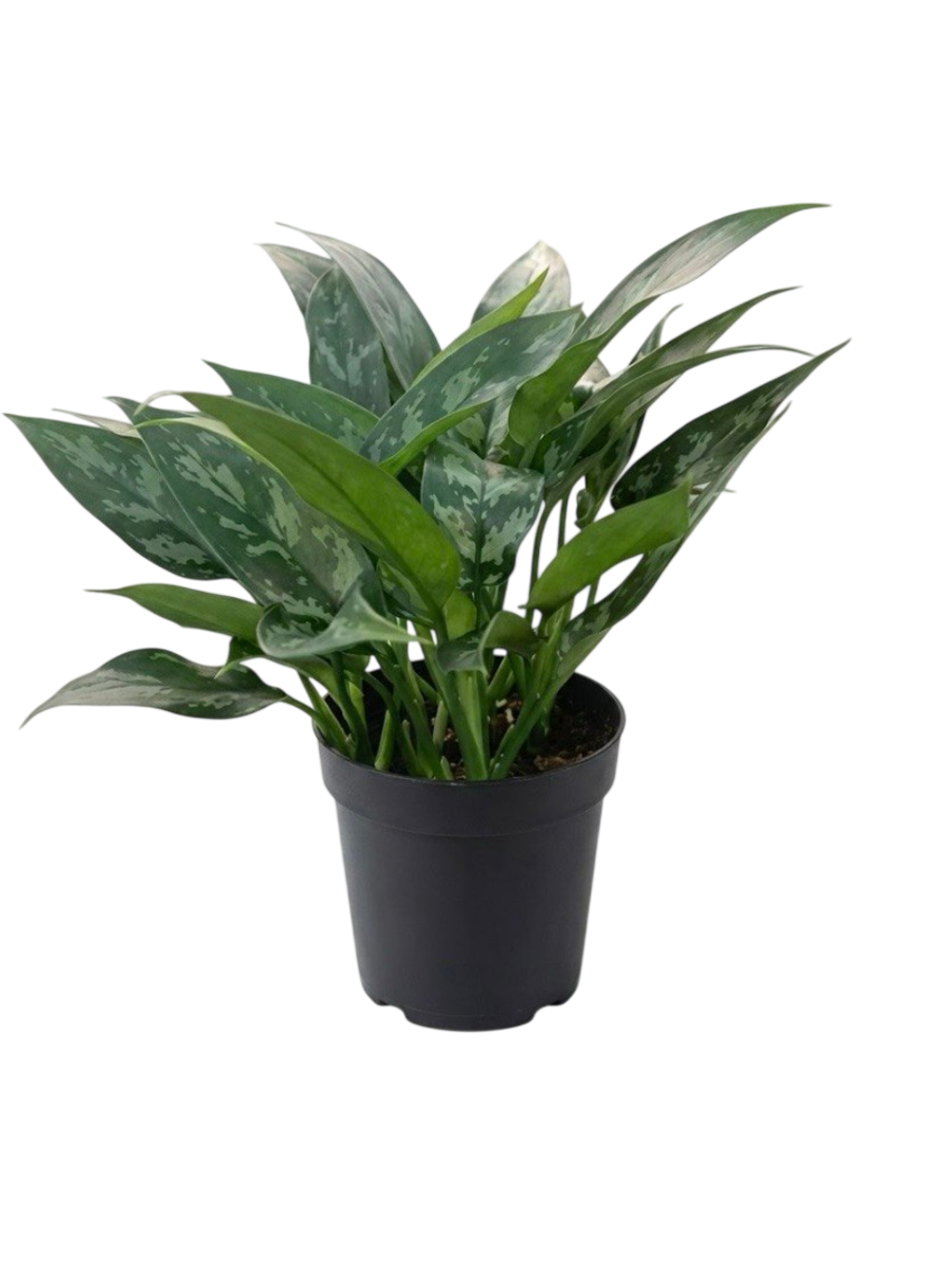 Диффенбахия Black beauty д.11