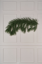 Ветка хвои Южная