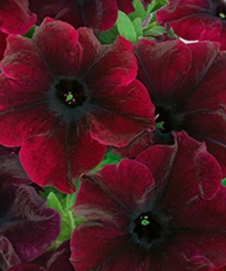 ЕВРО Петуния Tea Purple Vein укорененный черенок ОКС