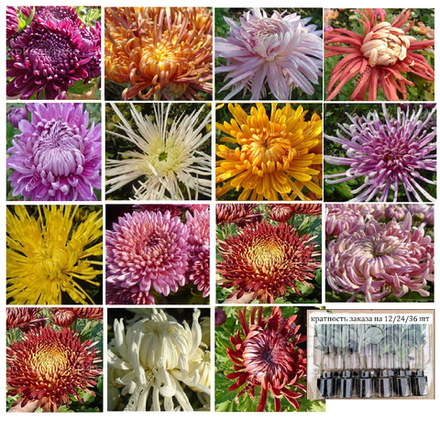 набор №5 горшечные /поставка май 2026г/ 12 шт