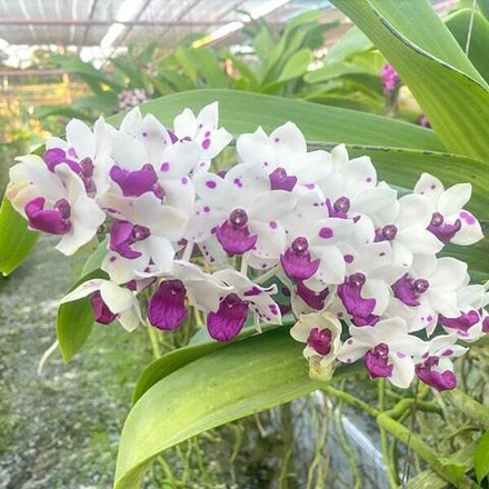 Ринхостилис RHY 24-YAD RUNG