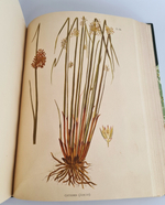 "Иллюстрированная классификация главнейших сортов луговых трав с кратким описанием каждой травы в отдельности". А.Ю.Лашкарев. 1898г. - редкая книга