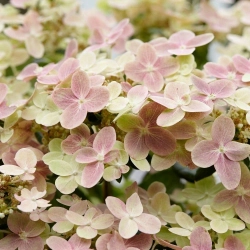 Гортензия метельчатая Полистар Р9 Закупка М59 апрель 2026