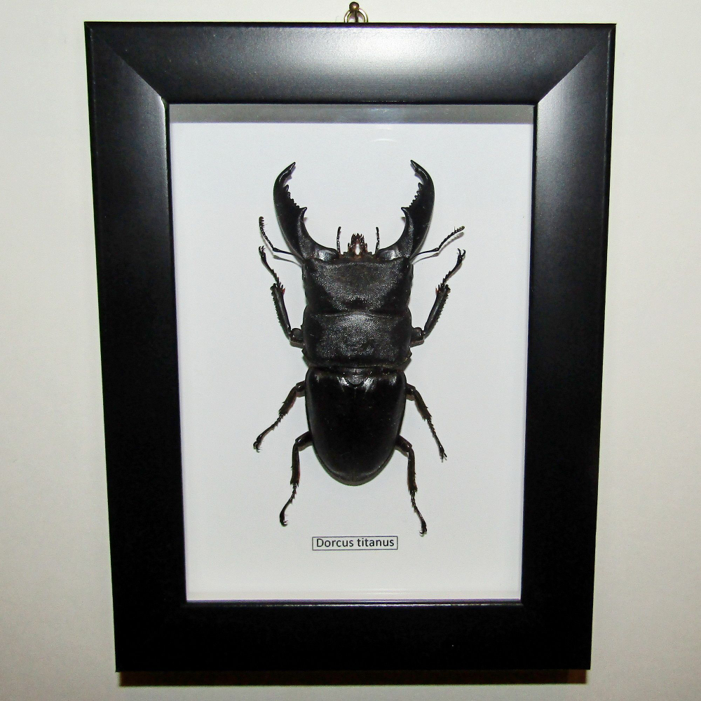 Жук-Рогач Dorcus titanus