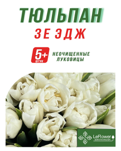 Тюльпан Луковица, Зе Эдж, 5+ шт