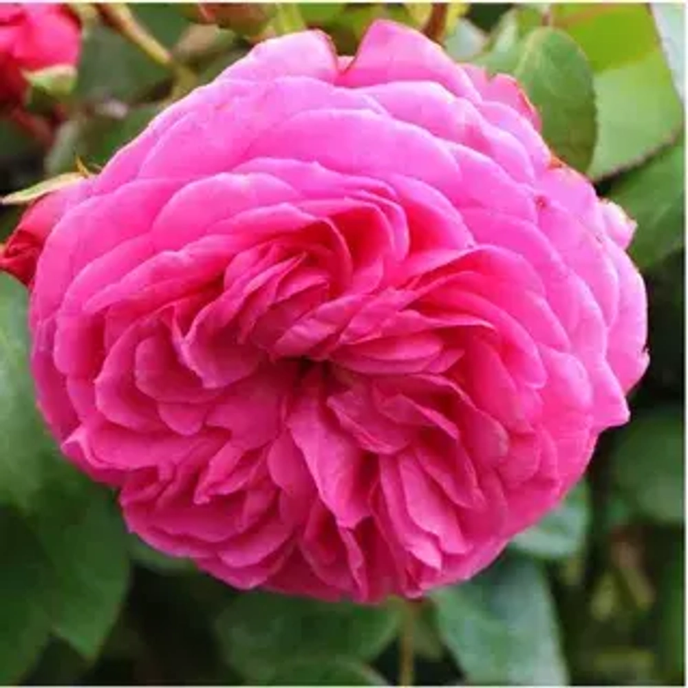 РОЗА ФЛОРИБУНДА «БАРОНЕССА» («BARONESSE»)