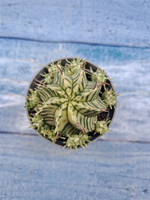 Euphorbia meloformis f. Variegated (Эуфорбия вариегатная)