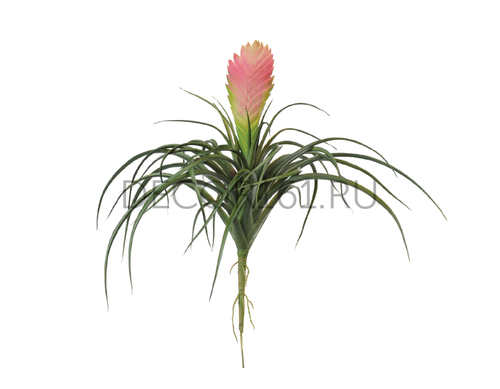 Вриезия цветущая розовая в-24, д-26 см 6/24 20.091610