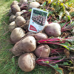 Cемена свеклы столовой, Боро F1, Bejo, 1 гр.