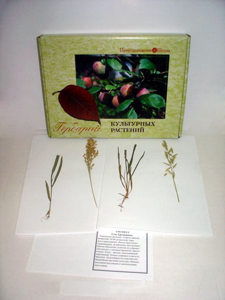 Гербарий культурных растений (28 видов)