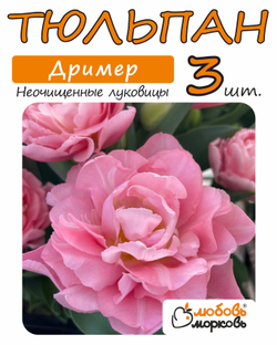 Тюльпан Луковица, Дример, 3+ шт